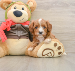 6 week old Cavapoo Puppy For Sale - Puppy Love PR