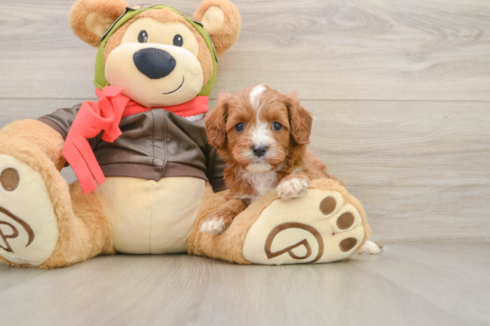 Best Cavapoo Baby