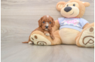 Funny Cavapoo Poodle Mix Pup