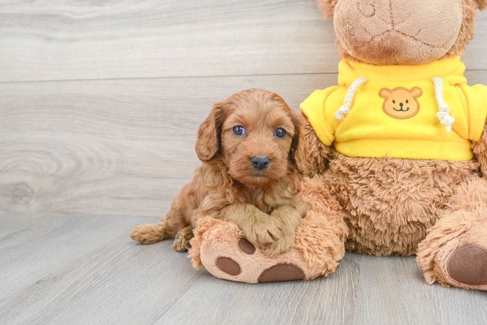 Petite Cavapoo Poodle Mix Pup