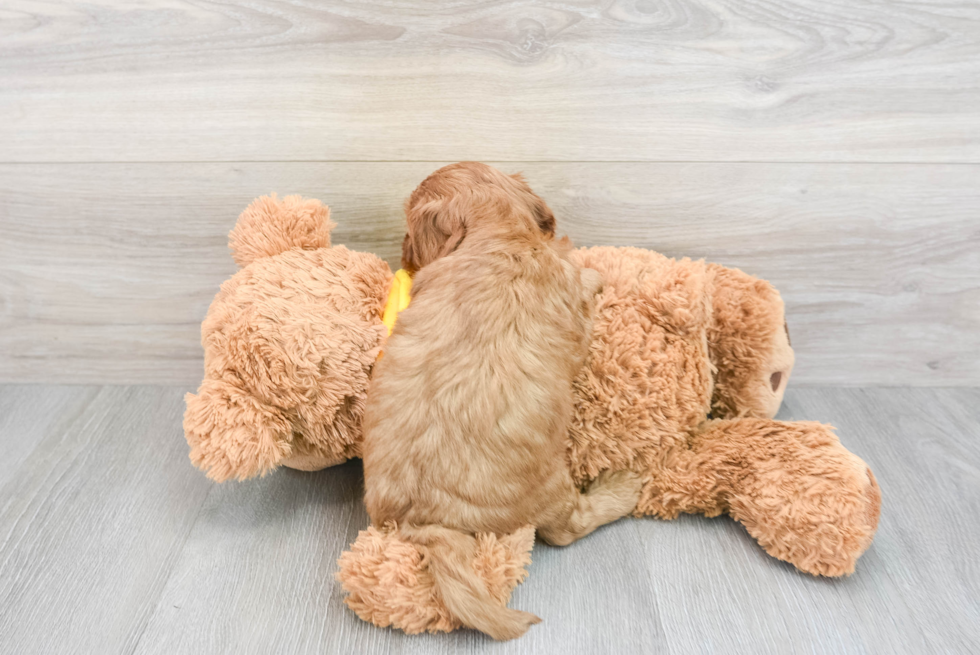 Funny Cavapoo Poodle Mix Pup