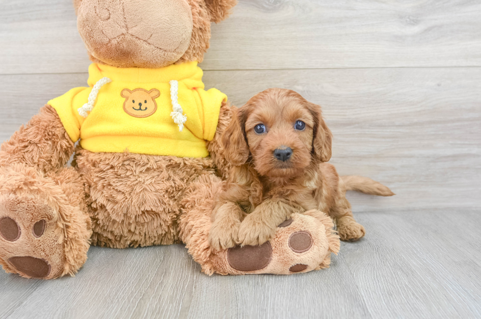 9 week old Cavapoo Puppy For Sale - Puppy Love PR