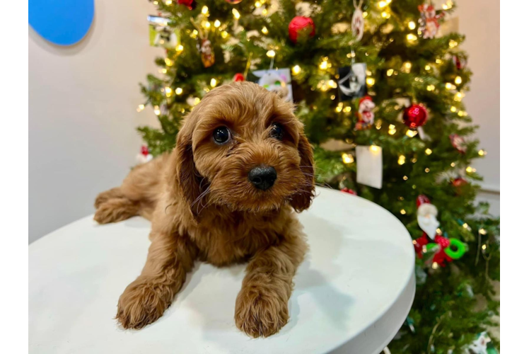 Cute Cavoodle Poodle Mix Puppy
