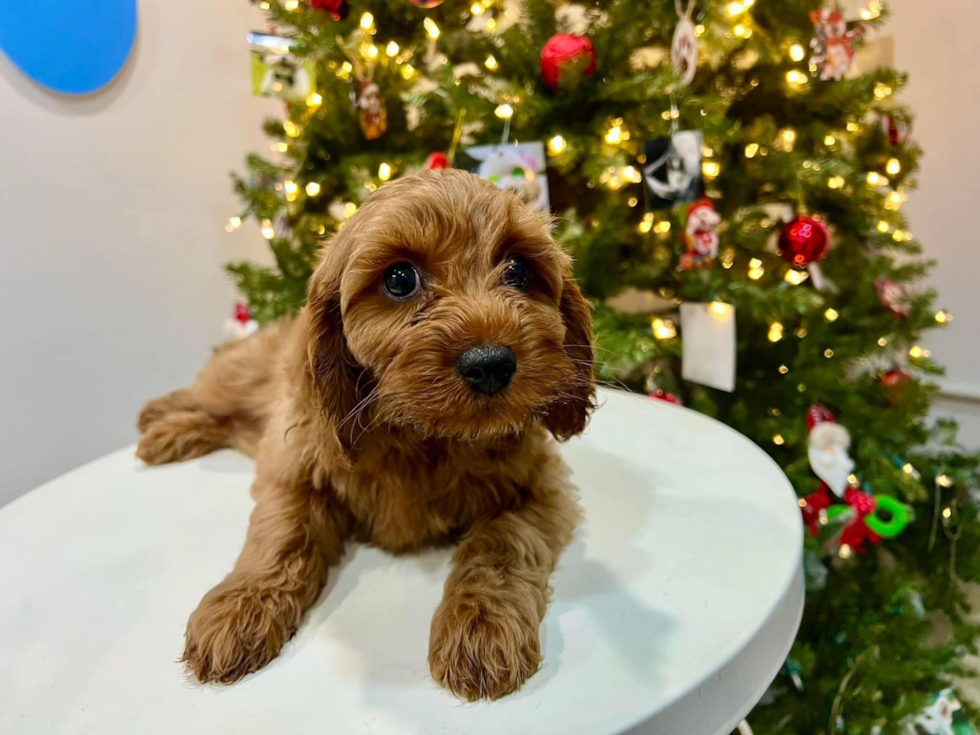 Cute Cavoodle Poodle Mix Puppy