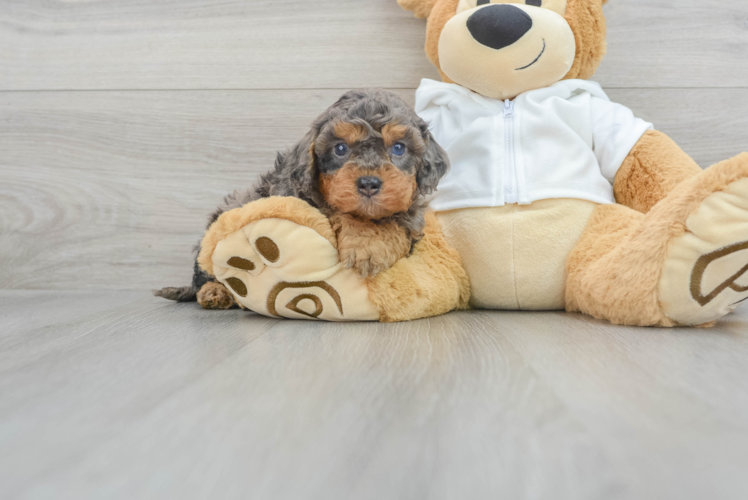 Meet Everett - our Cavapoo Puppy Photo 1/3 - Puppy Love PR Cavapoo Puppy for Adoption