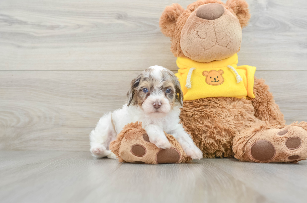 8 week old Cavapoo Puppy For Sale - Puppy Love PR