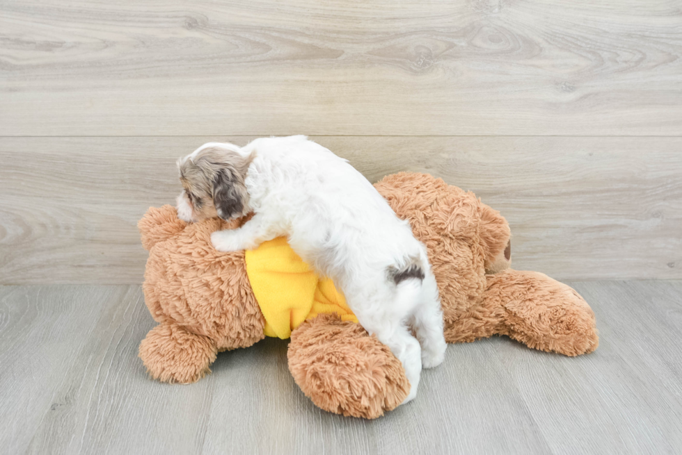 Popular Cavapoo Poodle Mix Pup