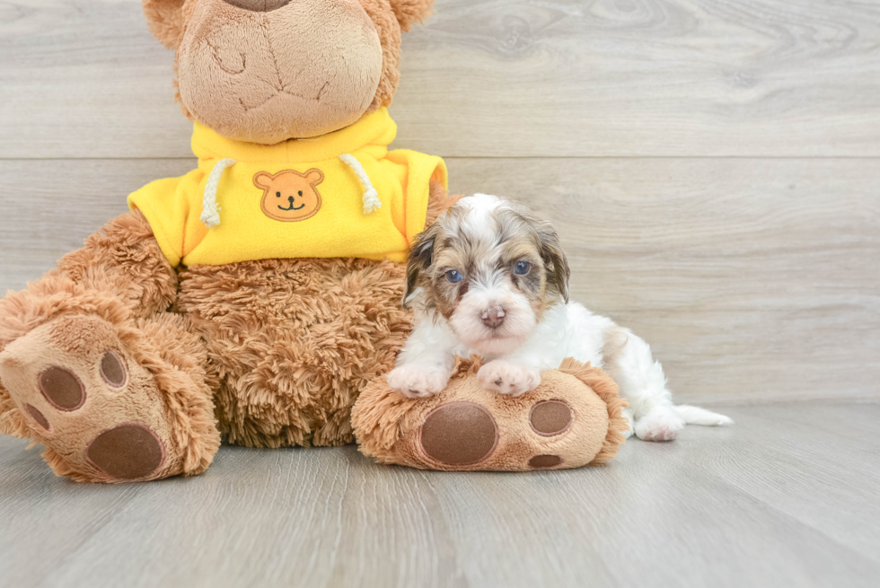 Hypoallergenic Cavadoodle Poodle Mix Puppy