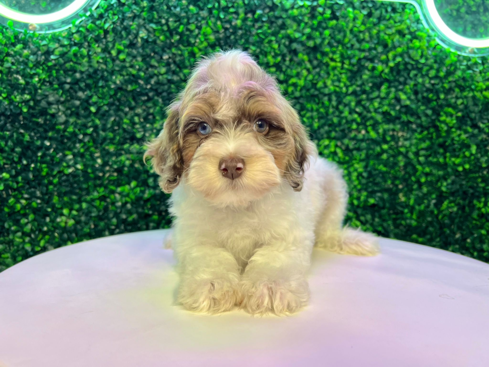 Best Cavapoo Baby