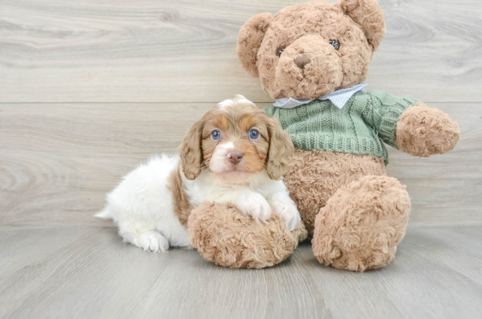 7 week old Cavapoo Puppy For Sale - Puppy Love PR