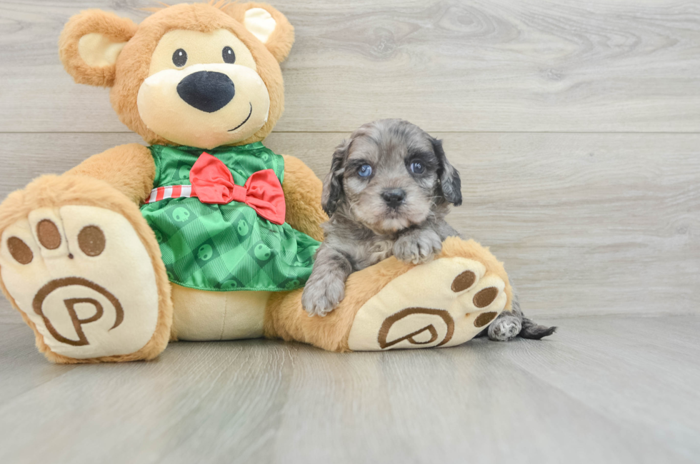 6 week old Cavapoo Puppy For Sale - Puppy Love PR