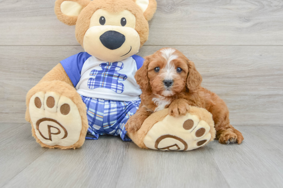 6 week old Cavapoo Puppy For Sale - Puppy Love PR