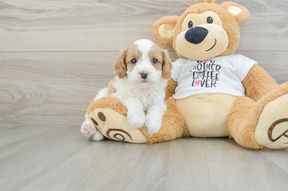 5 week old Cavapoo Puppy For Sale - Puppy Love PR