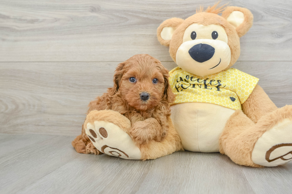 Cavapoo Pup Being Cute