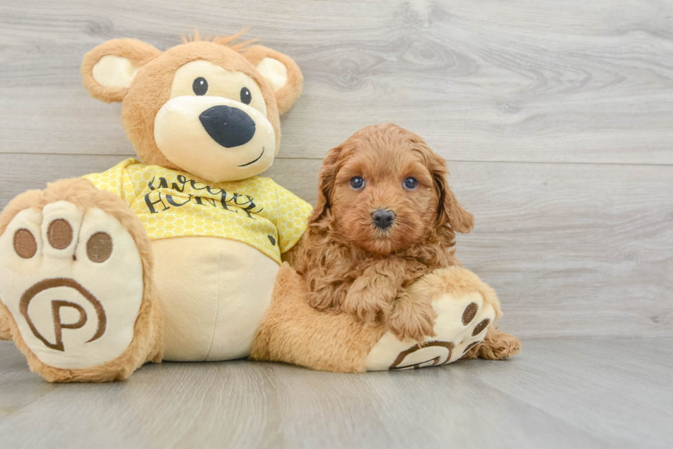 Cute Cavapoo Baby