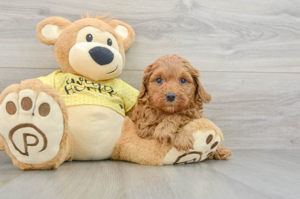 7 week old Cavapoo Puppy For Sale - Puppy Love PR