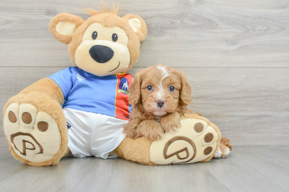 6 week old Cavapoo Puppy For Sale - Puppy Love PR