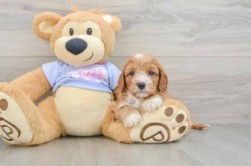 5 week old Cavapoo Puppy For Sale - Puppy Love PR