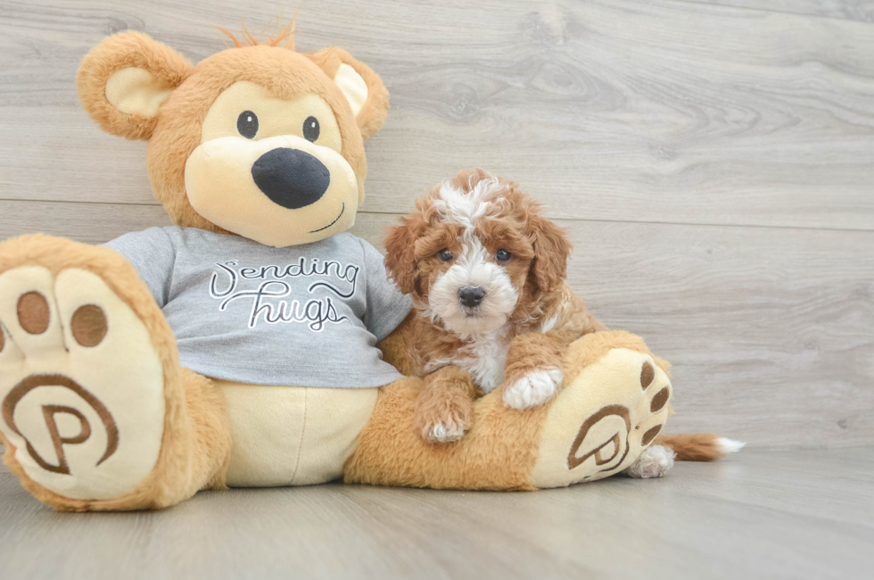 6 week old Cavapoo Puppy For Sale - Puppy Love PR