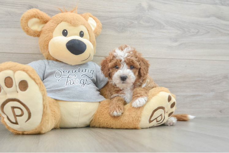 Meet Everett - our Cavapoo Puppy Photo 1/3 - Puppy Love PR Cavapoo Puppy for Adoption