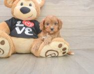 7 week old Cavapoo Puppy For Sale - Puppy Love PR