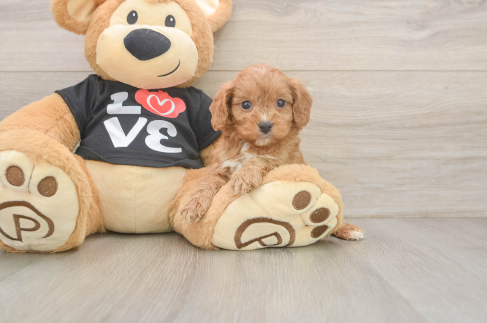 5 week old Cavapoo Puppy For Sale - Puppy Love PR