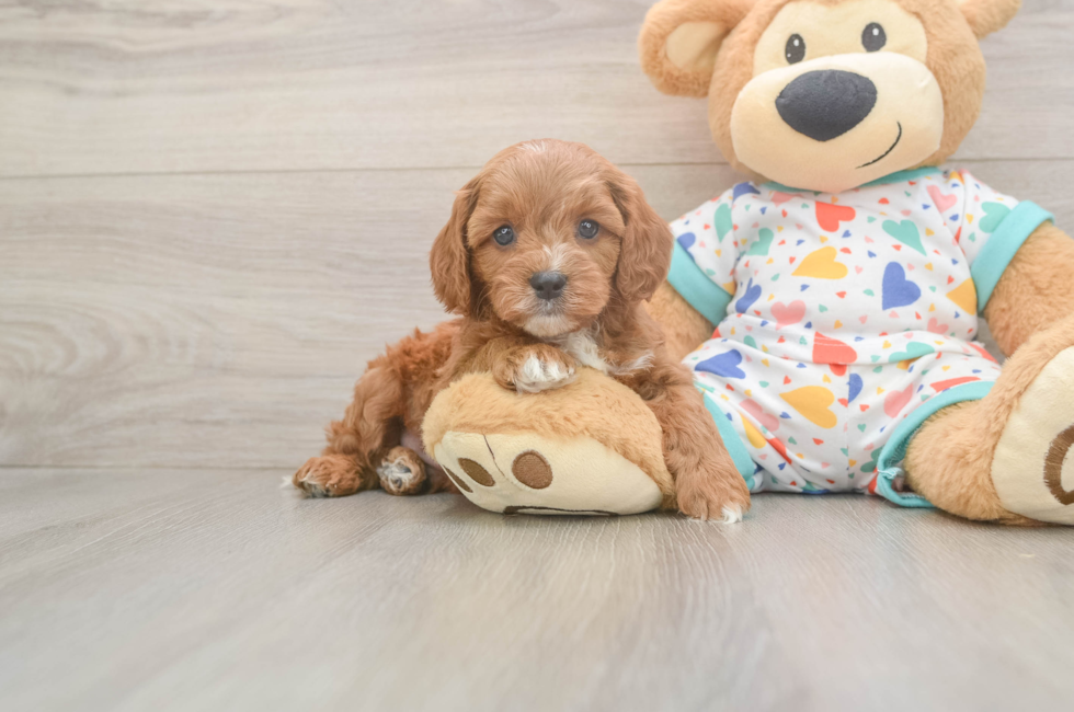 6 week old Cavapoo Puppy For Sale - Puppy Love PR