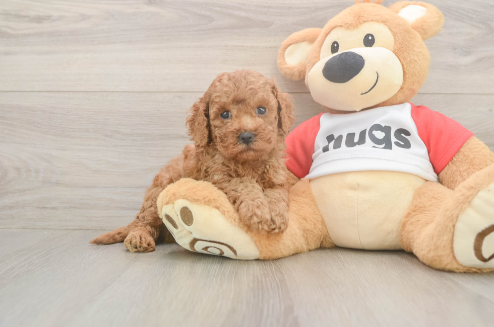 6 week old Cavapoo Puppy For Sale - Puppy Love PR