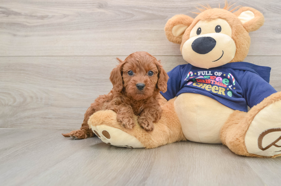 5 week old Cavapoo Puppy For Sale - Puppy Love PR