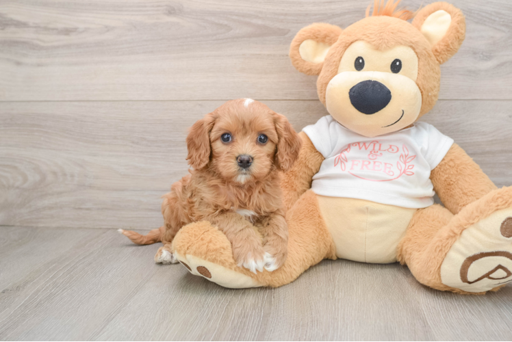 Cavapoo Puppy for Adoption