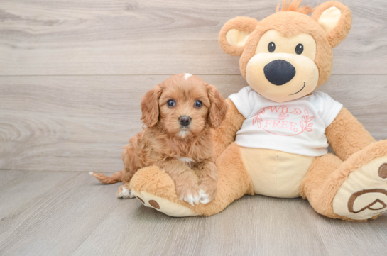 Cavapoo Puppy for Adoption