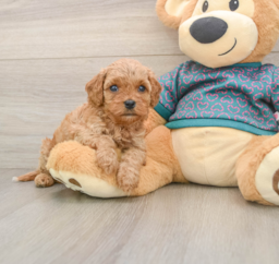 7 week old Cavapoo Puppy For Sale - Puppy Love PR
