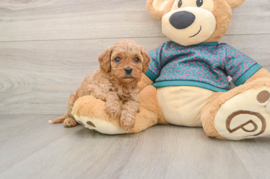 Popular Cavapoo Poodle Mix Pup