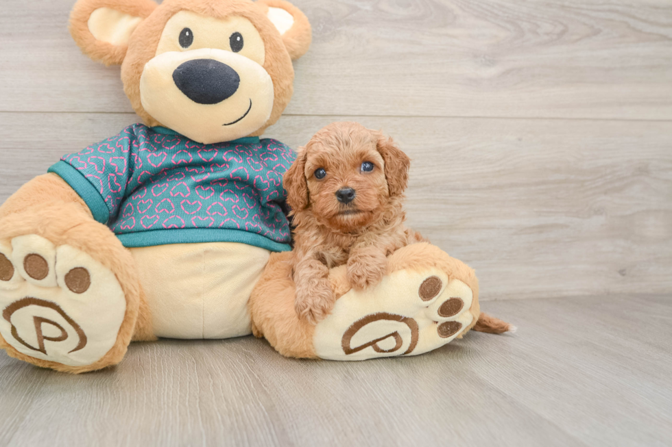 Cute Cavapoo Baby