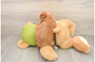 Popular Cavapoo Poodle Mix Pup