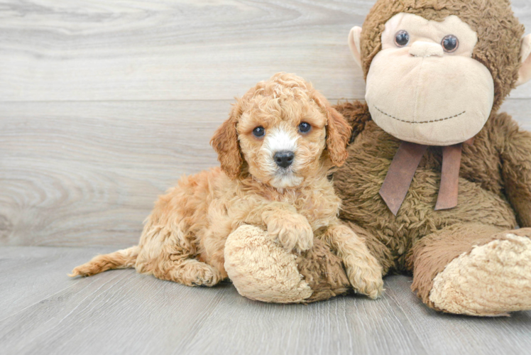 Meet Everett - our Cavapoo Puppy Photo 1/3 - Puppy Love PR Popular Cavapoo Poodle Mix Pup