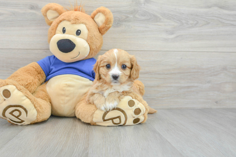 Cavapoo Pup Being Cute