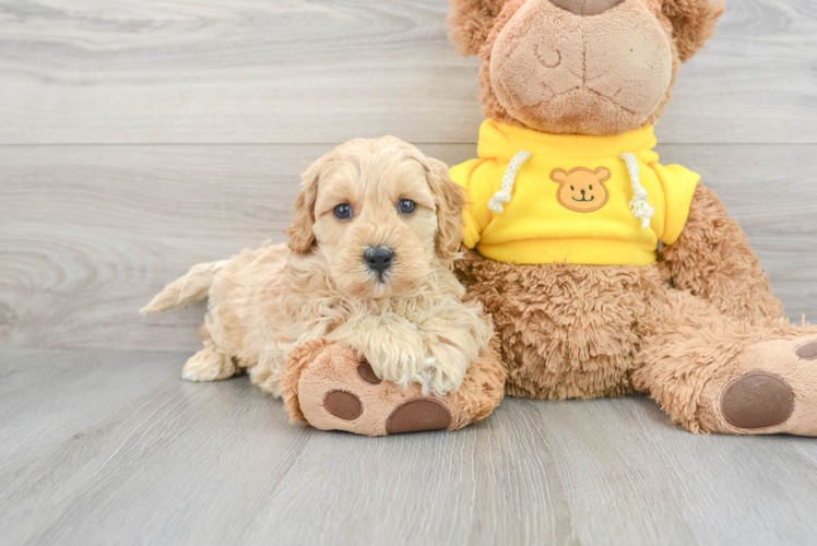Little Cavoodle Poodle Mix Puppy