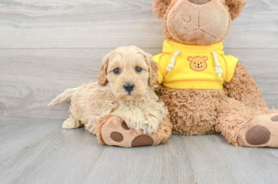 Little Cavoodle Poodle Mix Puppy