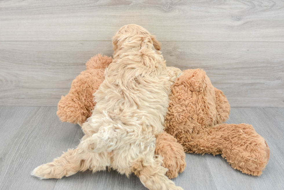 Popular Cavapoo Poodle Mix Pup