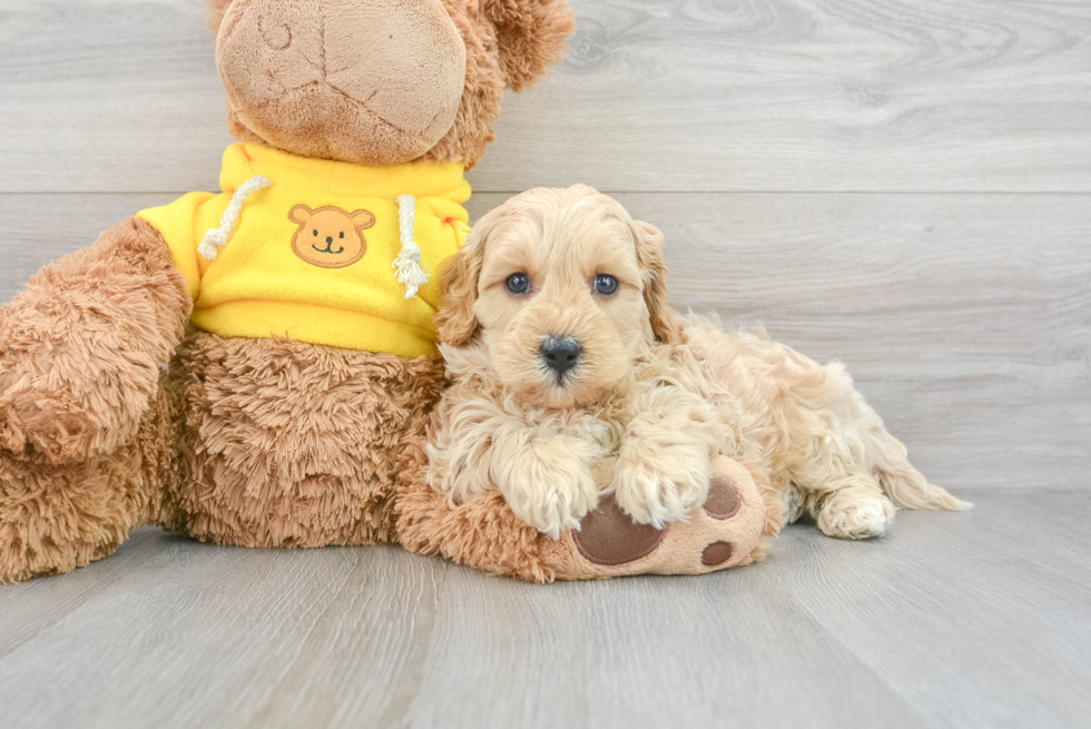 Cute Cavapoo Baby