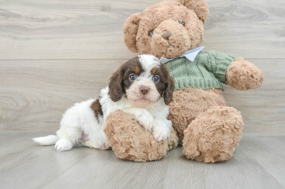 7 week old Cavapoo Puppy For Sale - Puppy Love PR