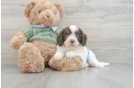 Cavapoo Puppy for Adoption