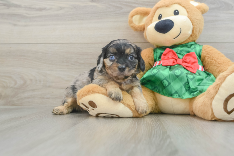 Cavapoo Pup Being Cute