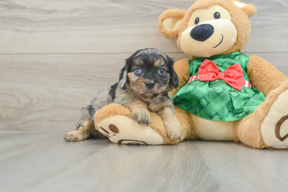 Cavapoo Pup Being Cute