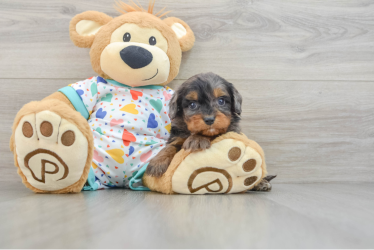 Petite Cavapoo Poodle Mix Pup