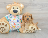 8 week old Cavapoo Puppy For Sale - Puppy Love PR