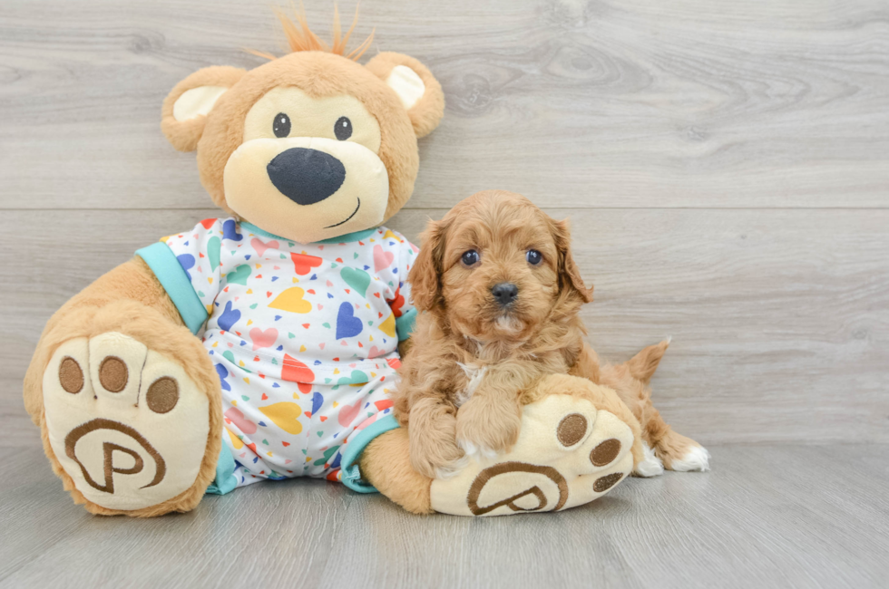 8 week old Cavapoo Puppy For Sale - Puppy Love PR