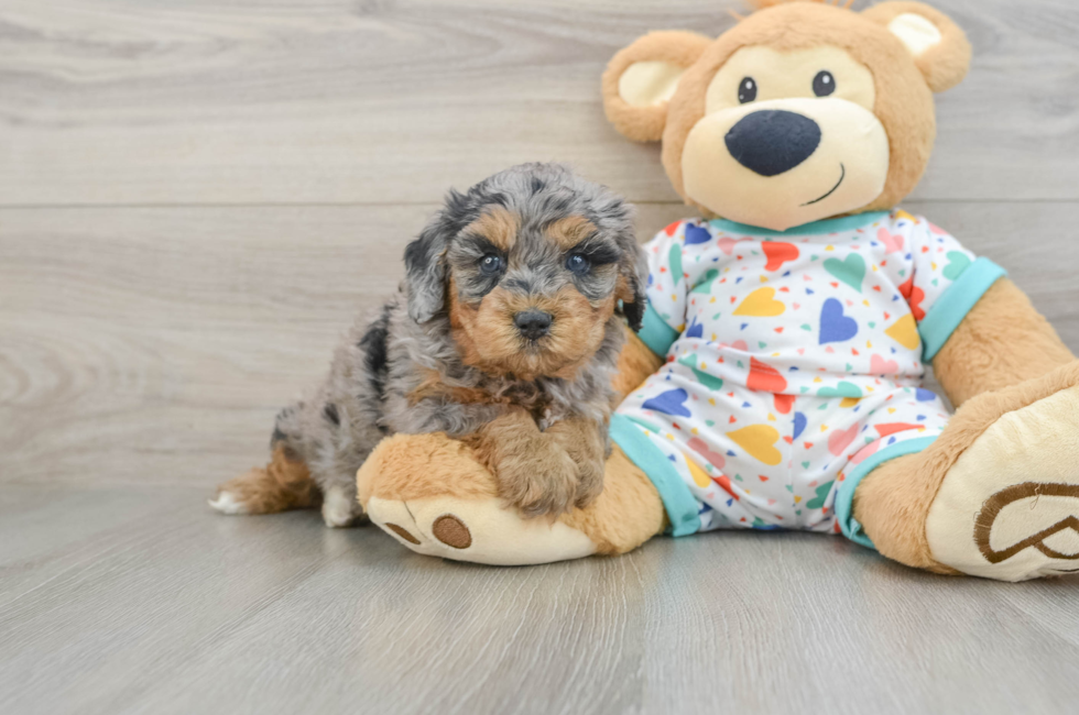 5 week old Cavapoo Puppy For Sale - Puppy Love PR