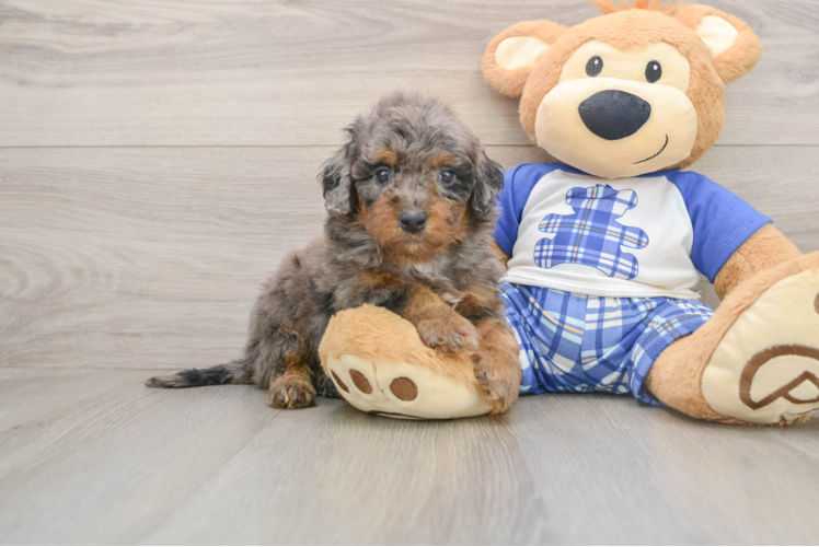 Playful Cavapoodle Poodle Mix Puppy